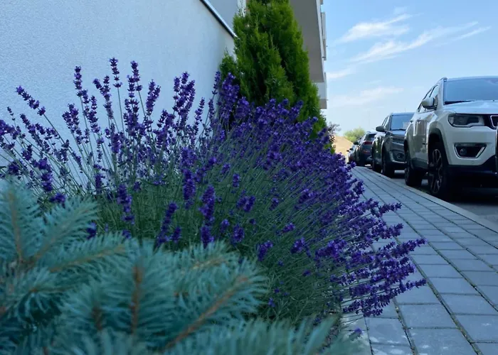 Sunrise Palais Апартаменты Брашов